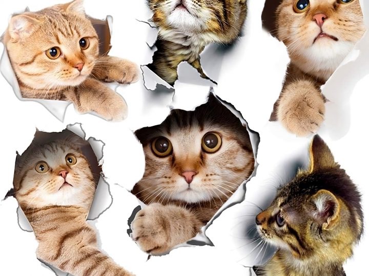 Download Desain Stiker Kucing 3D (Full HD)